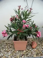 DSC01353.webp