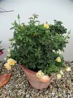 DSC01352.webp