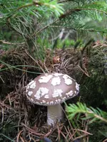 grauer wulstling_576x768.webp