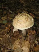 perlpilz_576x768.webp