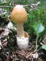 scheidenstreifling_576x768.webp