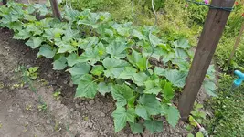 20170628_092750_resize.webp