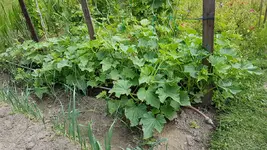 20170709_111530_resize.webp