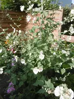 P1010605 malve.webp