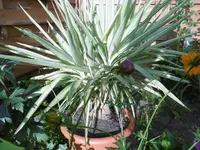 P1010604Yucca.webp