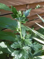 P1010603 Aconitum.webp