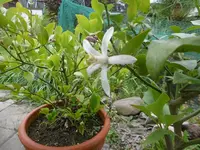 P1010599zitronenblüte.webp