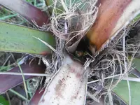 P1010602honigpalme.webp