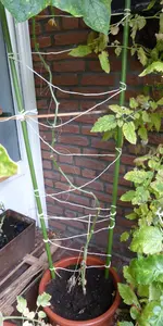 P1060687Gurke Basis.webp