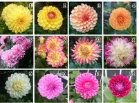 Dahlien_tauschen.webp
