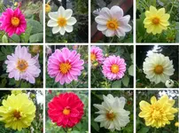 Dahlien_verschenken.webp