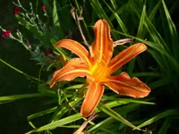 DSCI0577.webp