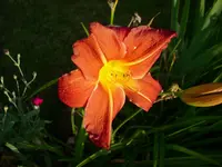 DSCI0578.webp