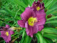 DSCI0581.webp