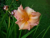 DSCI0583.jpg