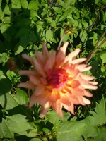 DSCI0584.webp