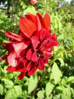 DSCI0585.webp