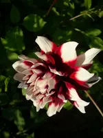 DSCI0586.webp