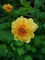 DSCI0589.webp