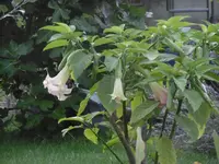P1010614trompetenblume.webp