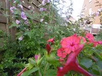 P1010612wunderblume.webp