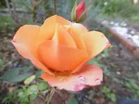 P1010610rose.webp