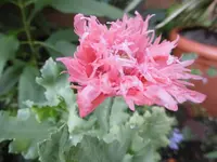 P1010606Mohn.webp