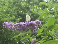 BILD7884.webp