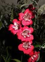 2017brtfdn01.webp