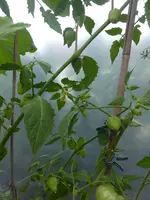 P1070325.webp