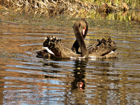 IMG_4462v (2).webp