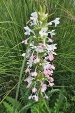 elfendistel ...webp