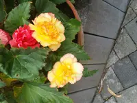 20170803_125830.webp