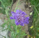 Skabios 02.webp