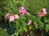 BILD7865.webp