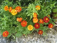 BILD7834.webp