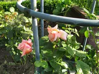 IMG_5684.webp