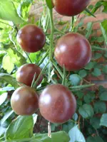P1060690Black Cherry.webp