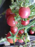 P1060692Himberrose.webp