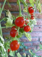 P1060694Johannisbeertomate.webp
