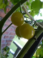 P1060695White Currant.webp
