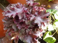 P1060698Heuchera.webp