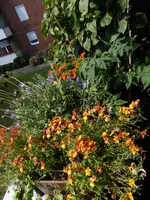 P1060705Blumenkasten.webp