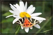 comp_DSC03737.jpg