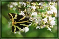 comp_DSC03703.webp