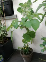 IMG_20170806_184339.webp