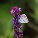 schopfsalbei.webp
