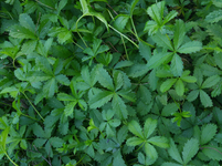 20170805_195131_1280x720.webp