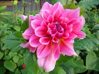DSCI0593.webp