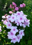 Phlox 003.jpg